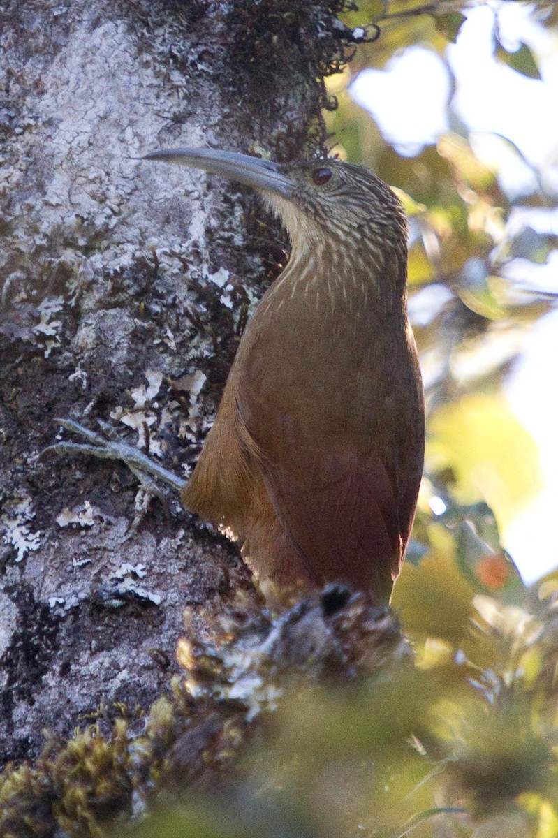 Strong-billed Woodcreeper - ML302922211