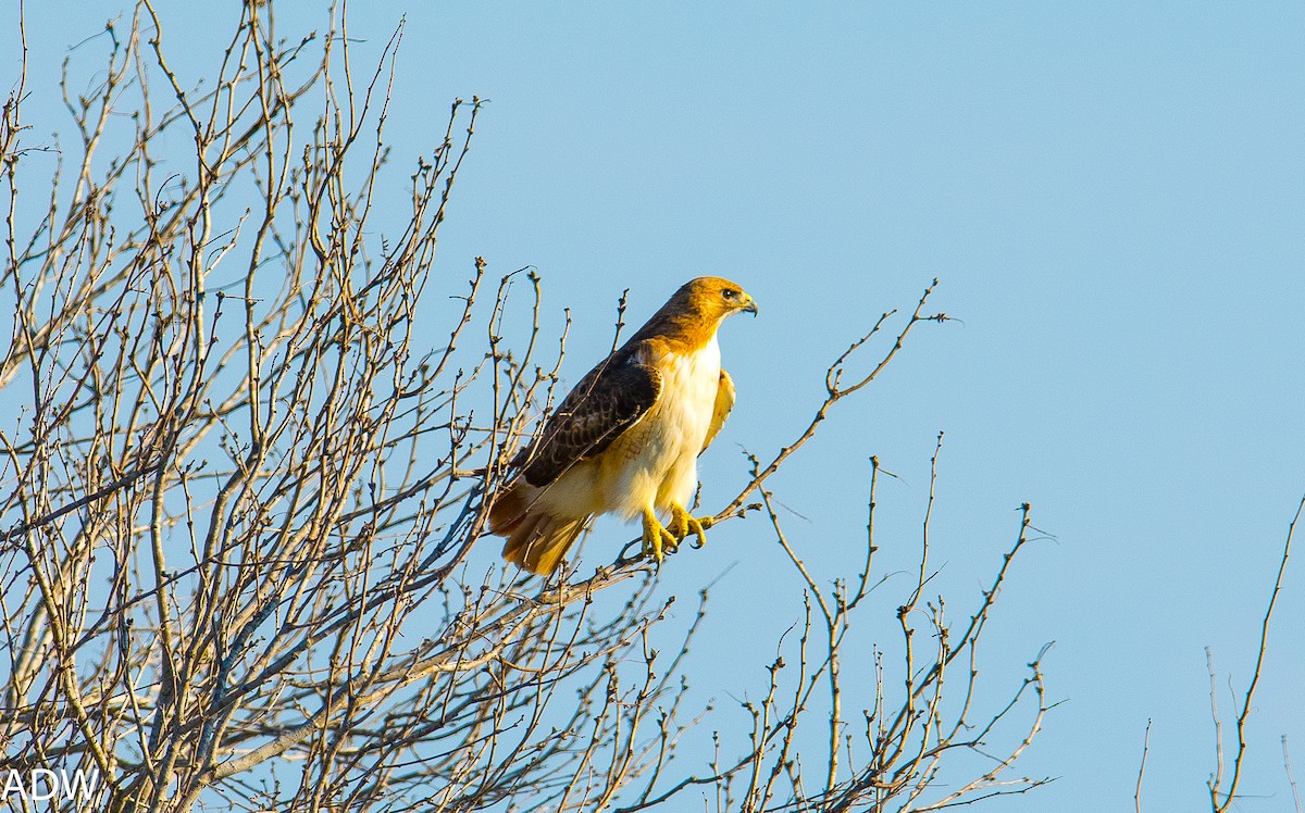 Red-tailed Hawk - Ardell Winters