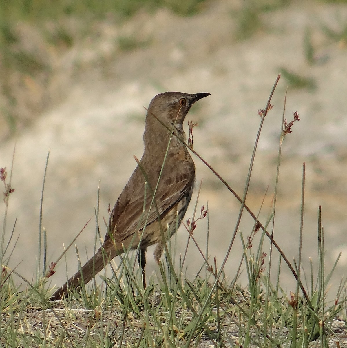 Sage Thrasher - ML30292311