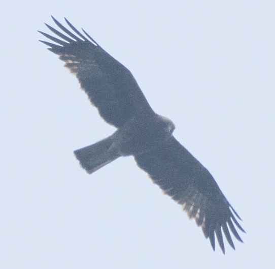 Booted Eagle - ML302923351