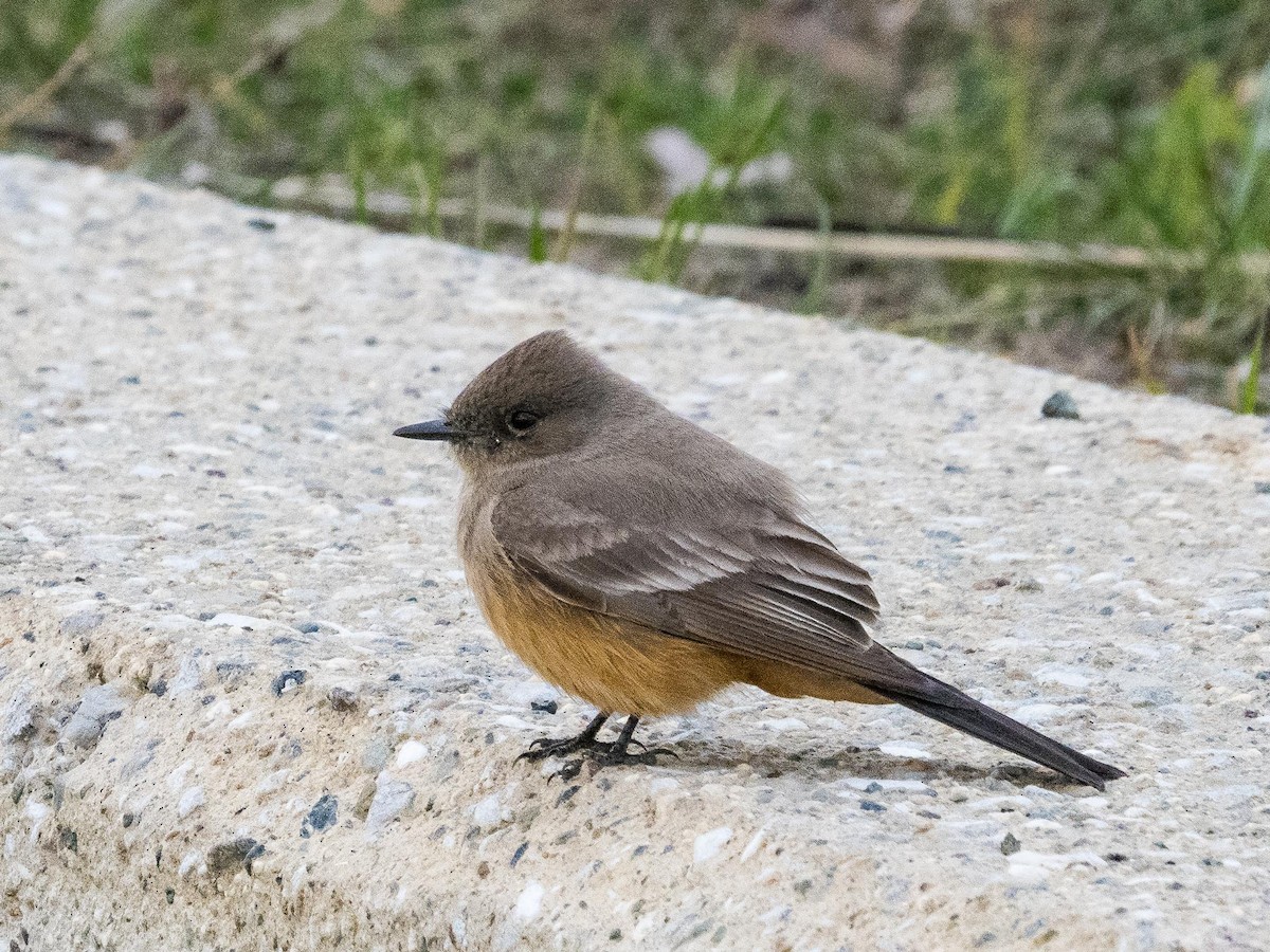 Say's Phoebe - ML302923741