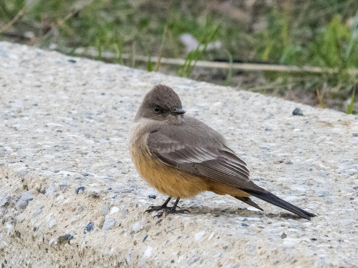 Say's Phoebe - Jim Dehnert