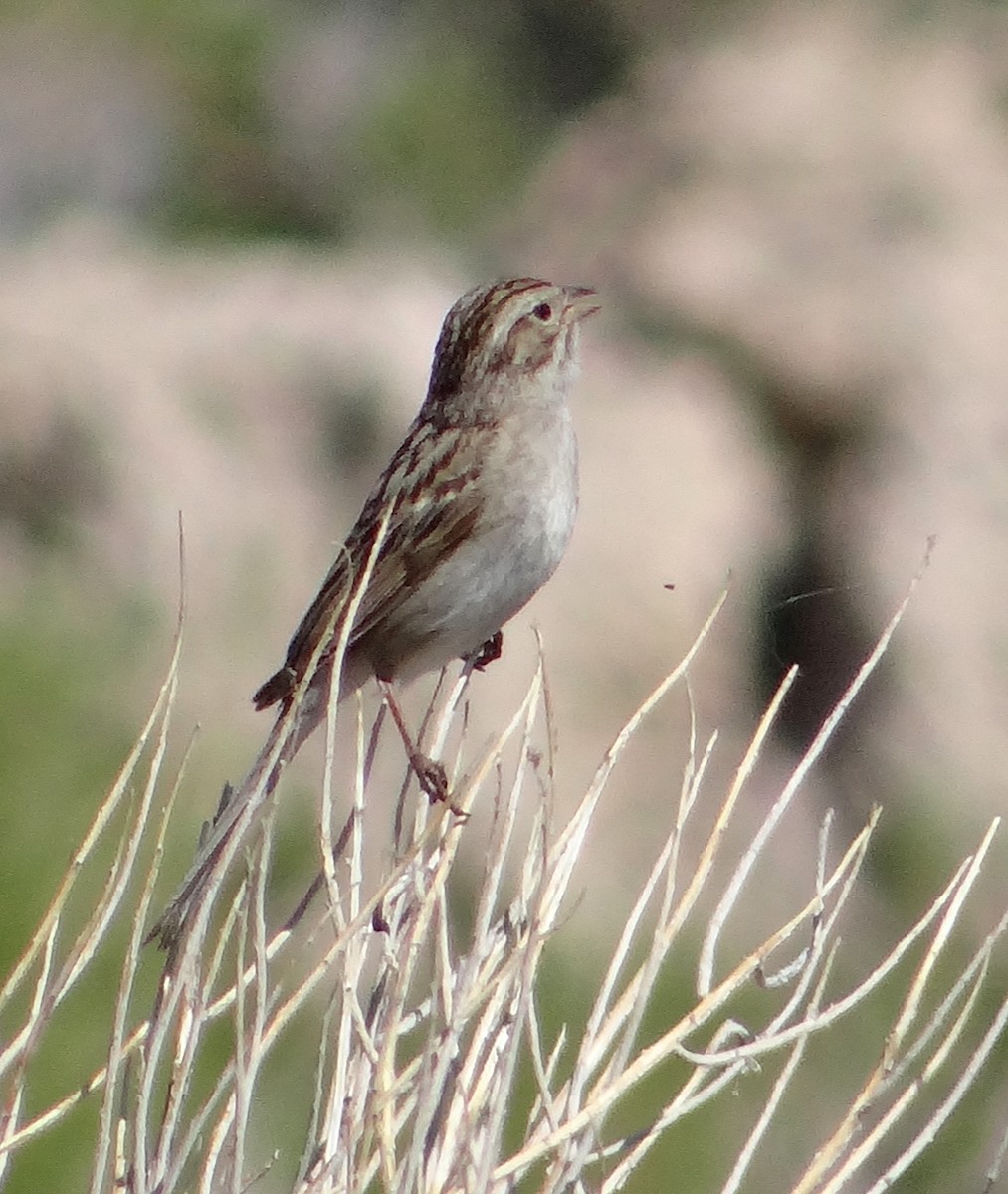 Brewer's Sparrow - ML30292411