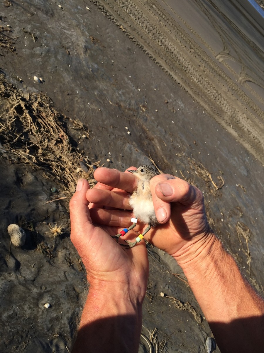 Double-banded Plover - ML302924421