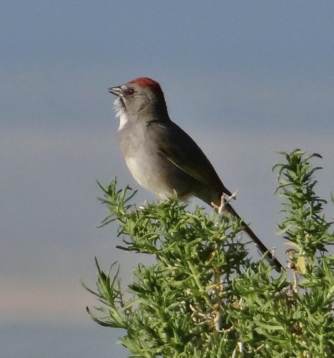 Green-tailed Towhee - ML30292451