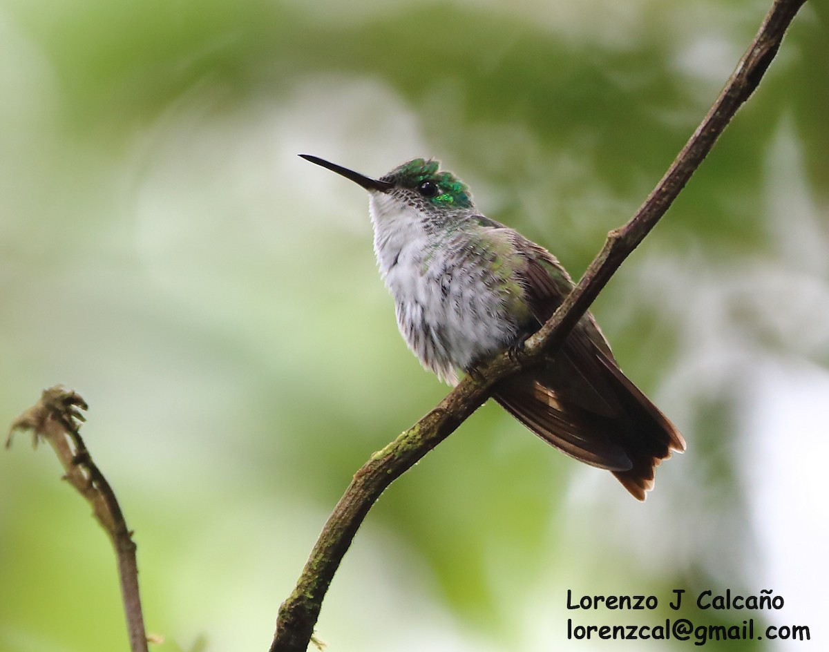 kolibřík běloprsý - ML302924511