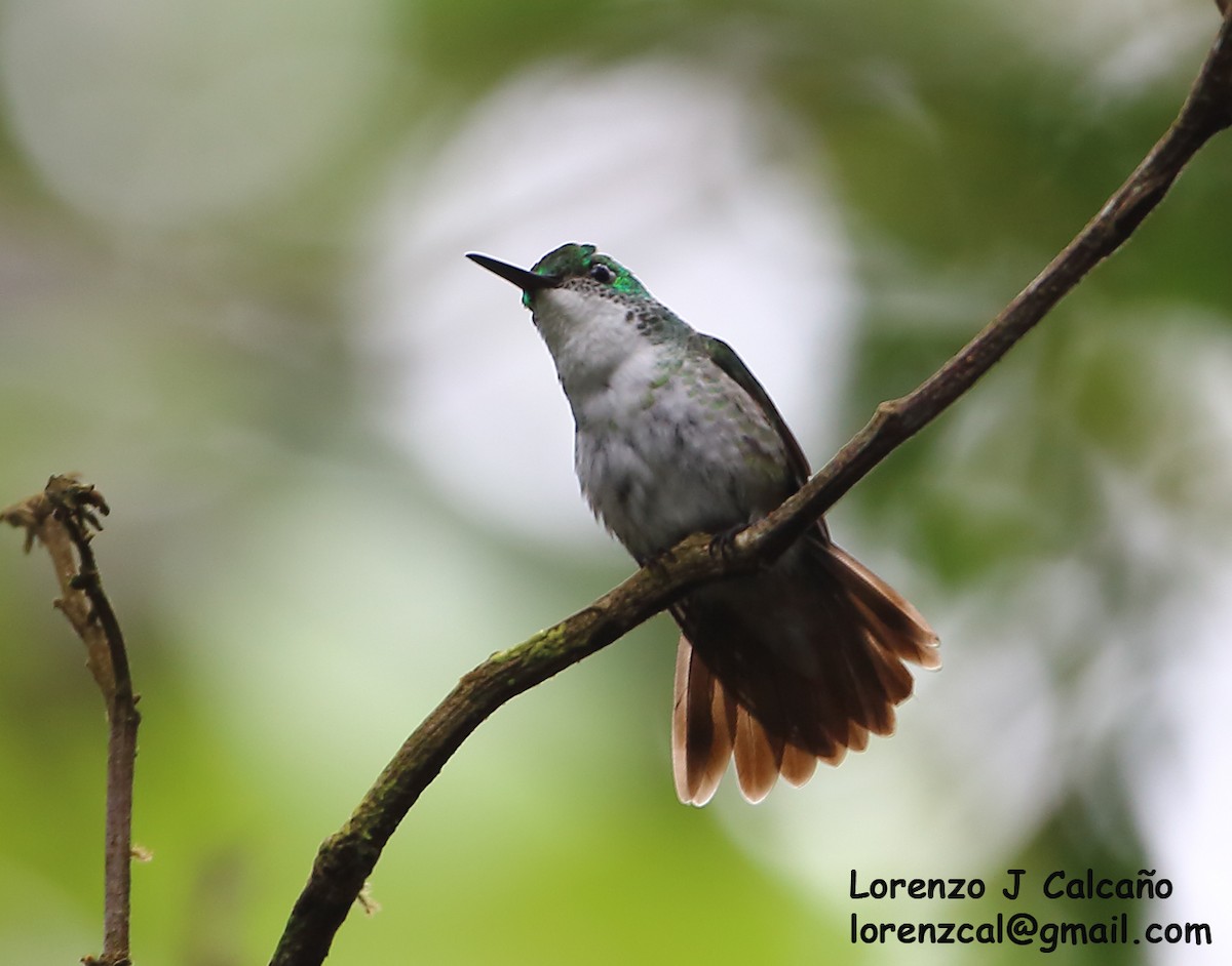 White-chested Emerald - ML302924531