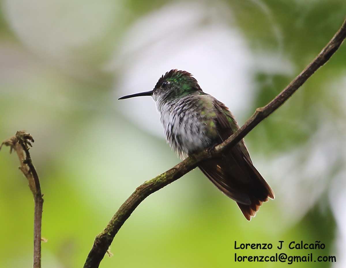 White-chested Emerald - Lorenzo Calcaño