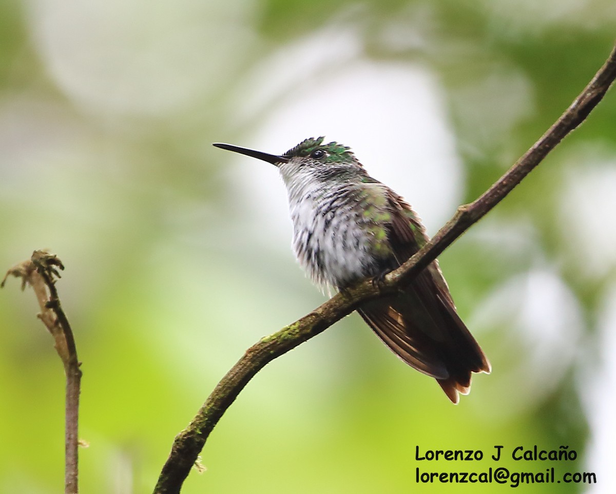 kolibřík běloprsý - ML302924611