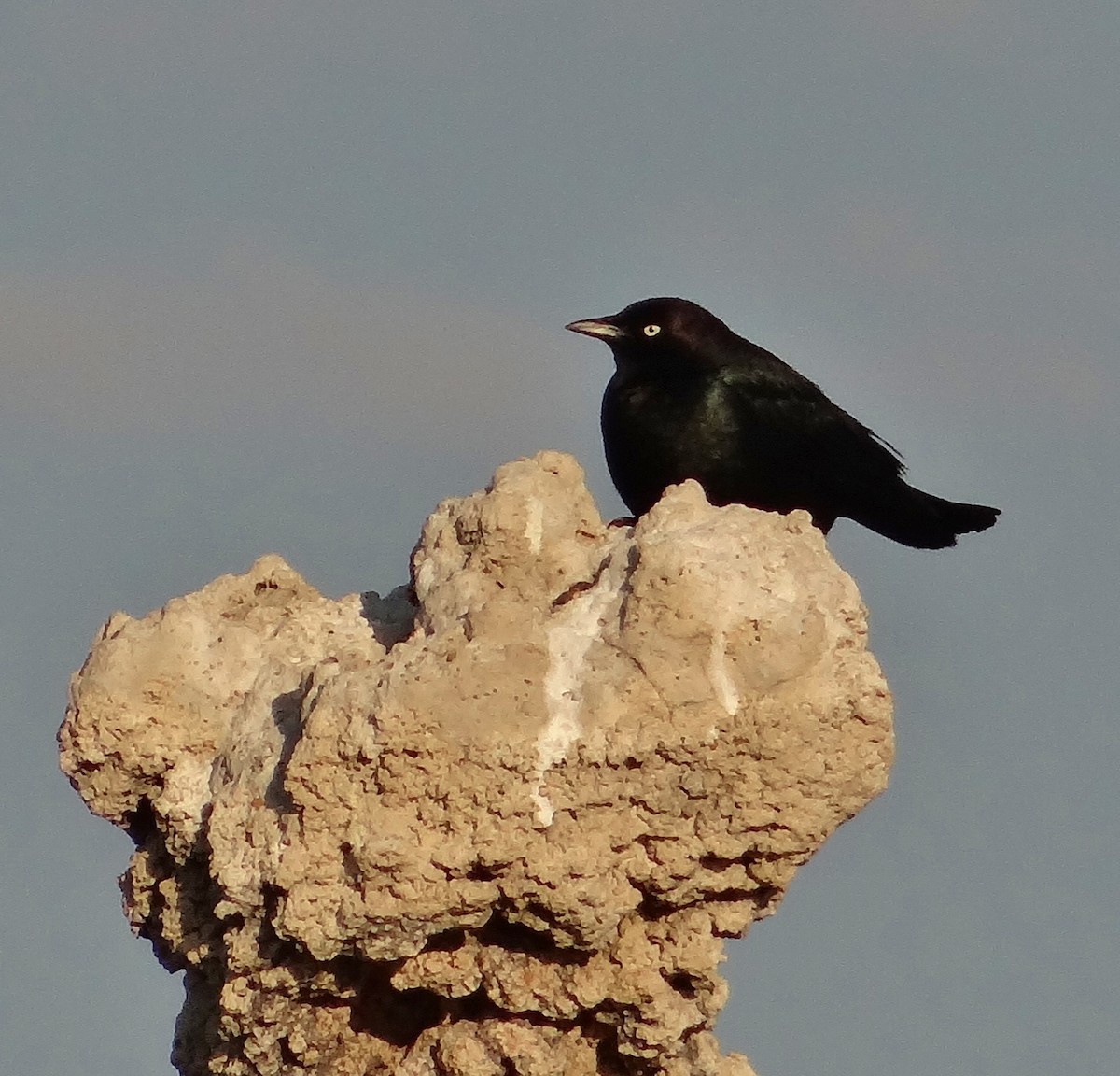 Brewer's Blackbird - ML30292481