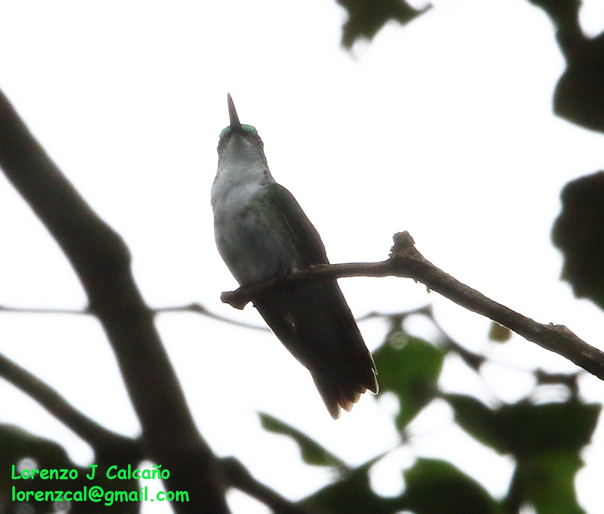 White-chested Emerald - Lorenzo Calcaño