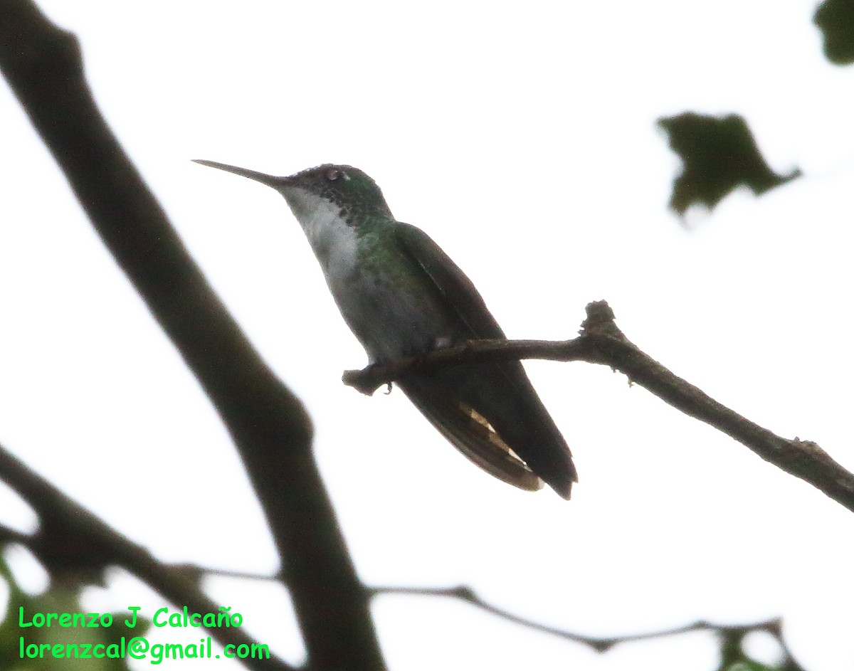 kolibřík běloprsý - ML302925361