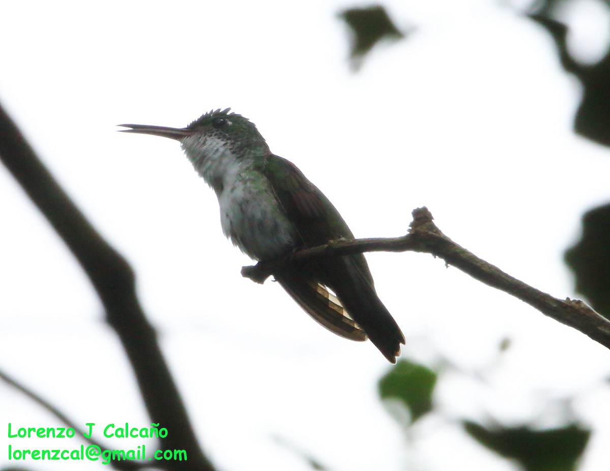 White-chested Emerald - Lorenzo Calcaño