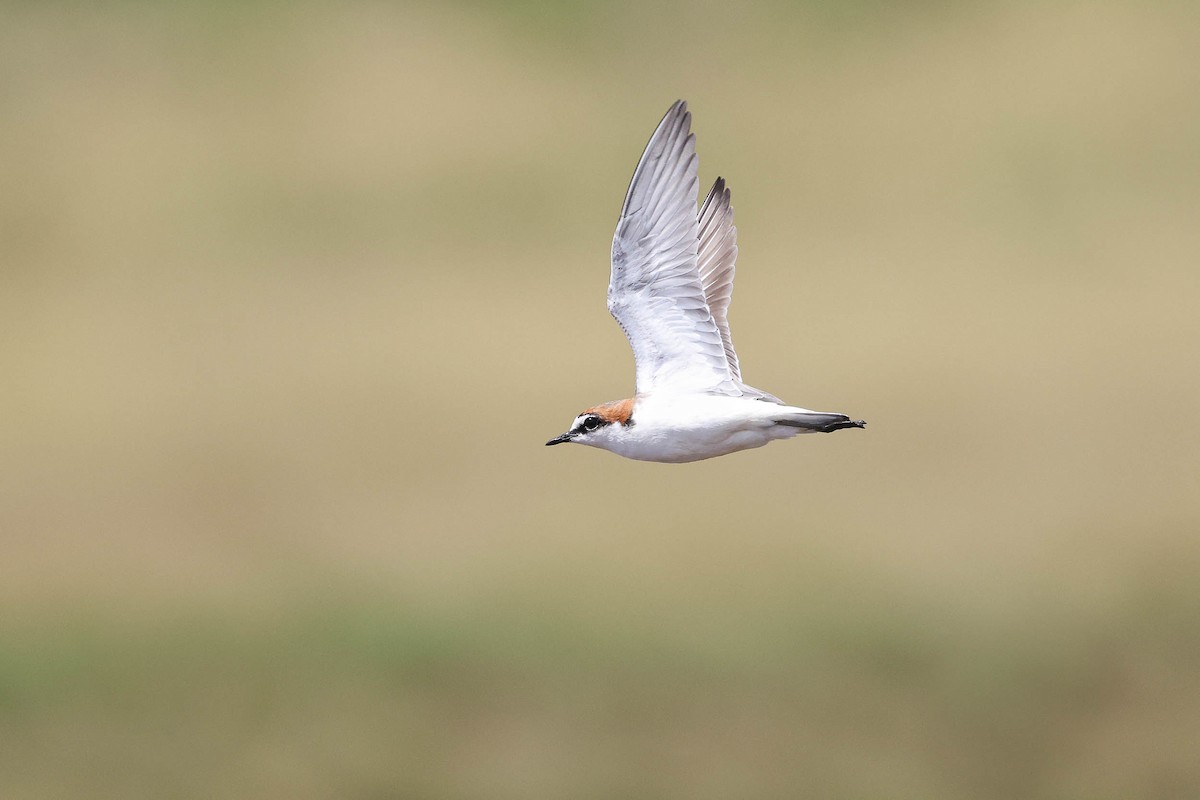 Red-capped Plover - ML302926961