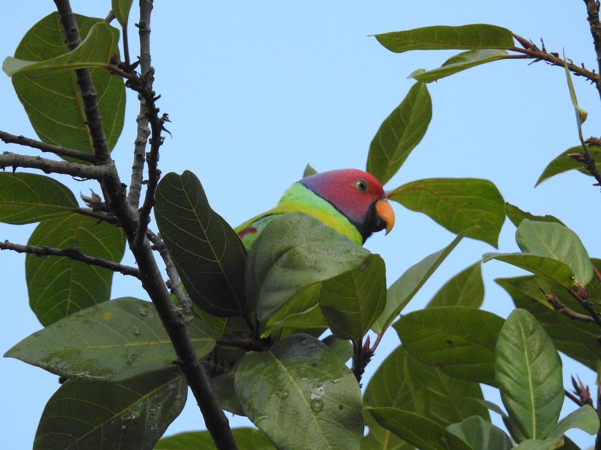 Plum-headed Parakeet - VIBHAV  PERI