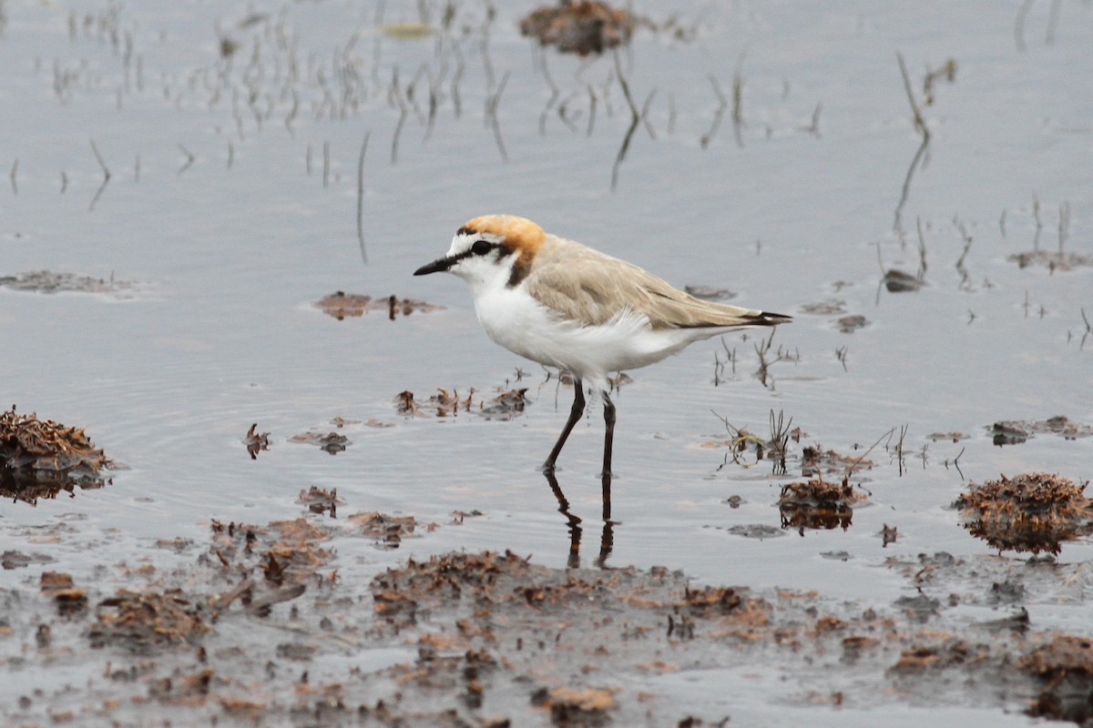 Red-capped Plover - Robert Hamilton