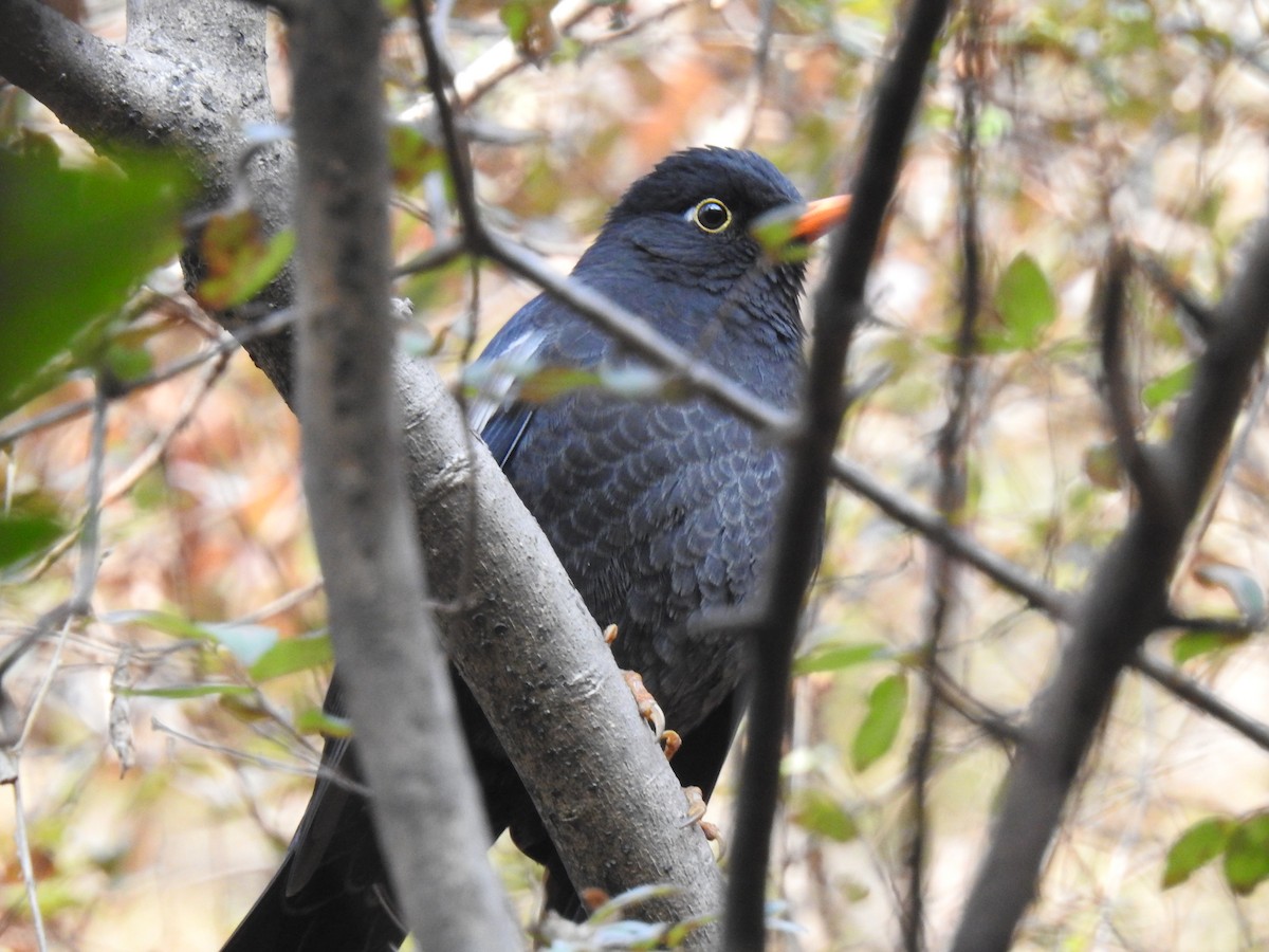 Gray-winged Blackbird - VIBHAV  PERI