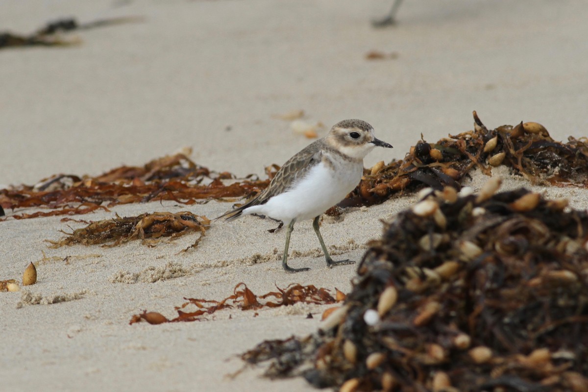 Double-banded Plover - Robert Hamilton