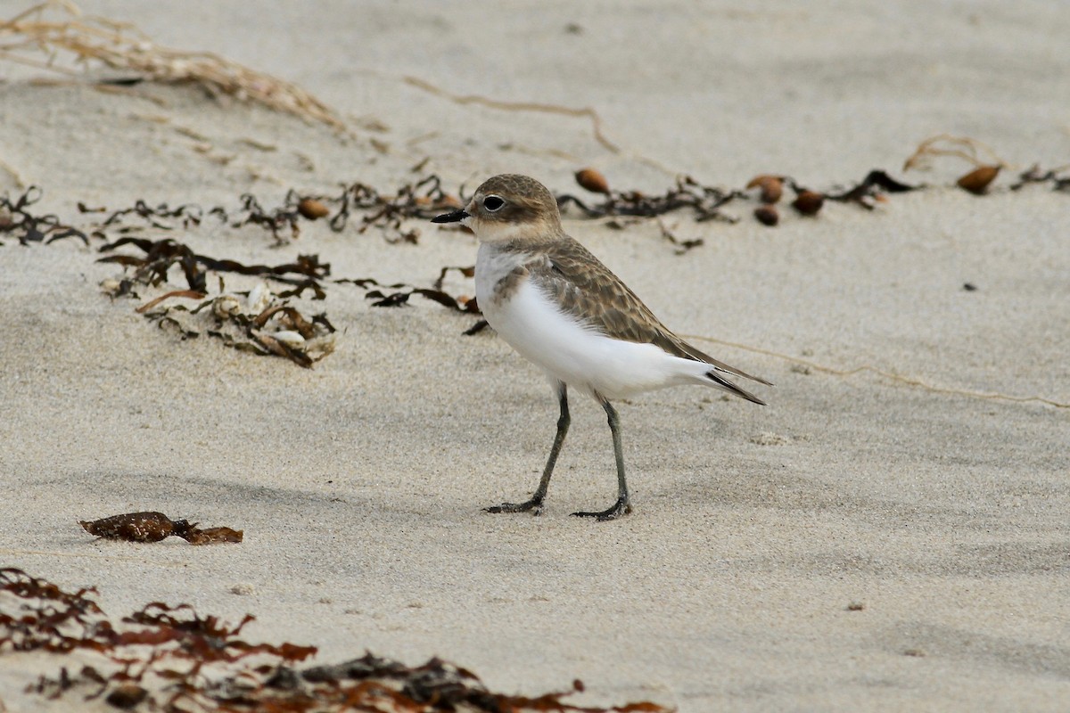 Double-banded Plover - Robert Hamilton