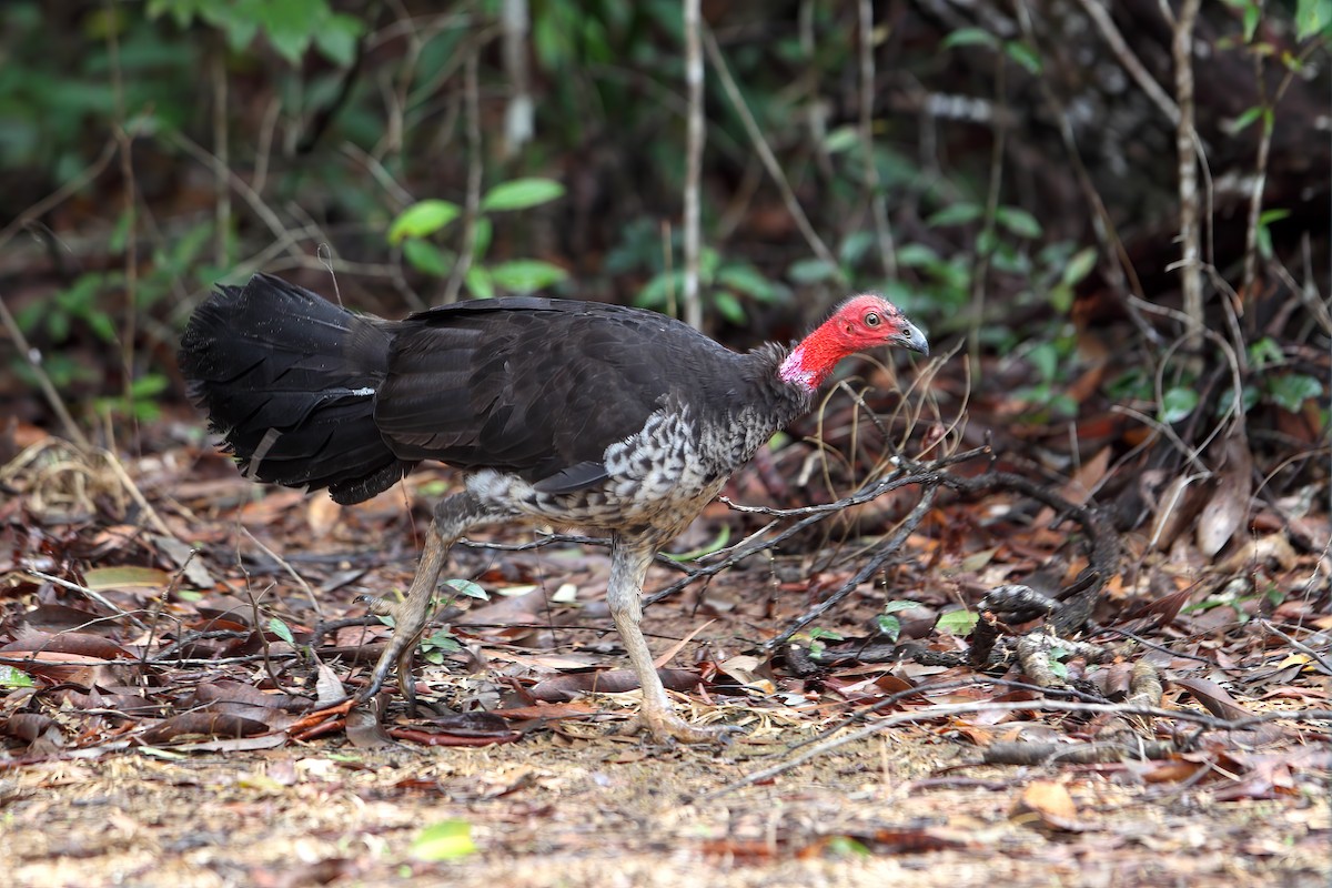 Australian Brushturkey - ML302928071