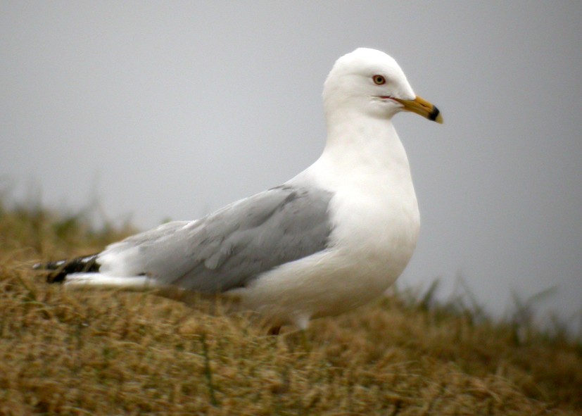 Ring-billed Gull - Brynjúlfur Brynjólfsson