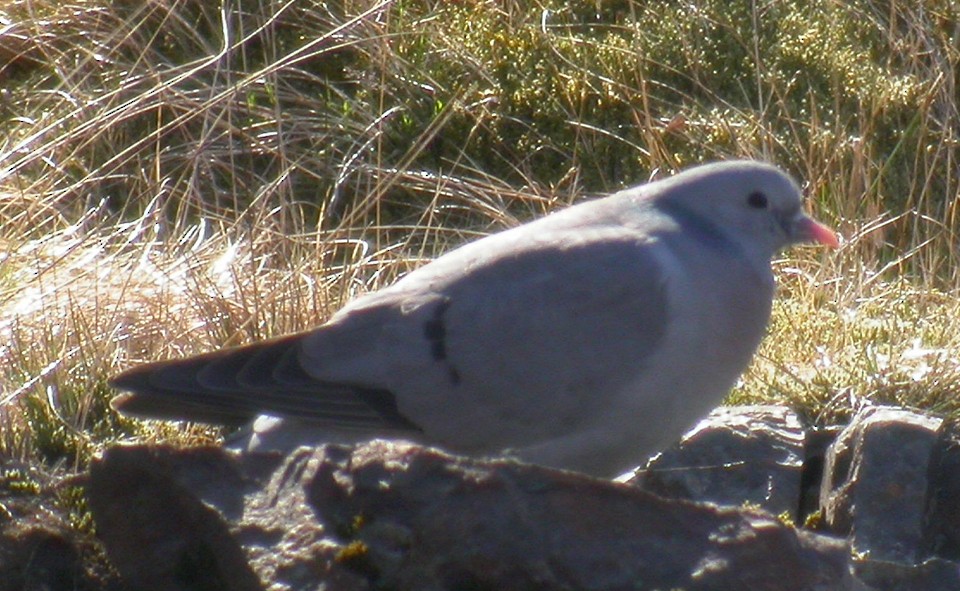 Pigeon colombin - ML302928571