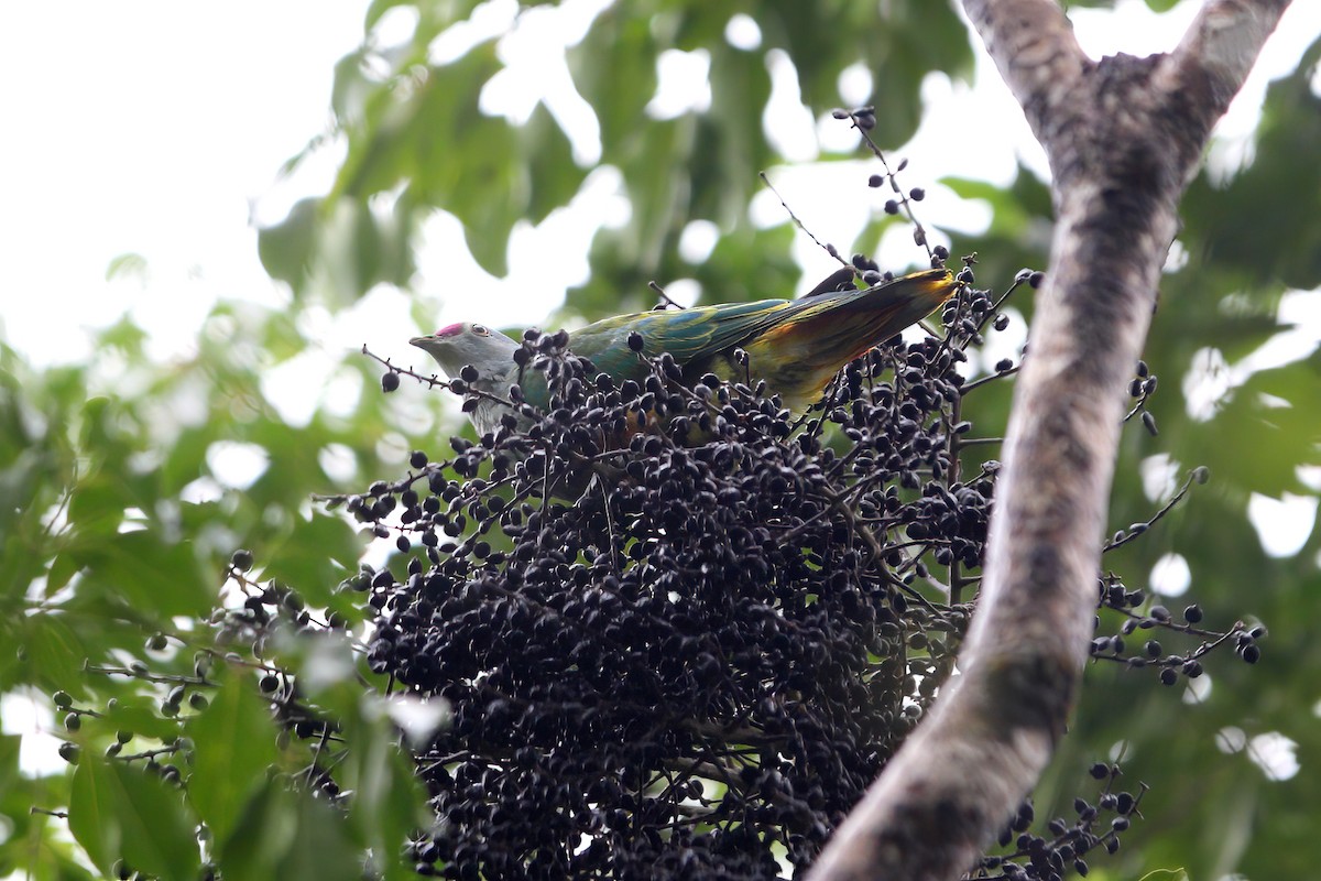 Rose-crowned Fruit-Dove - ML302928721