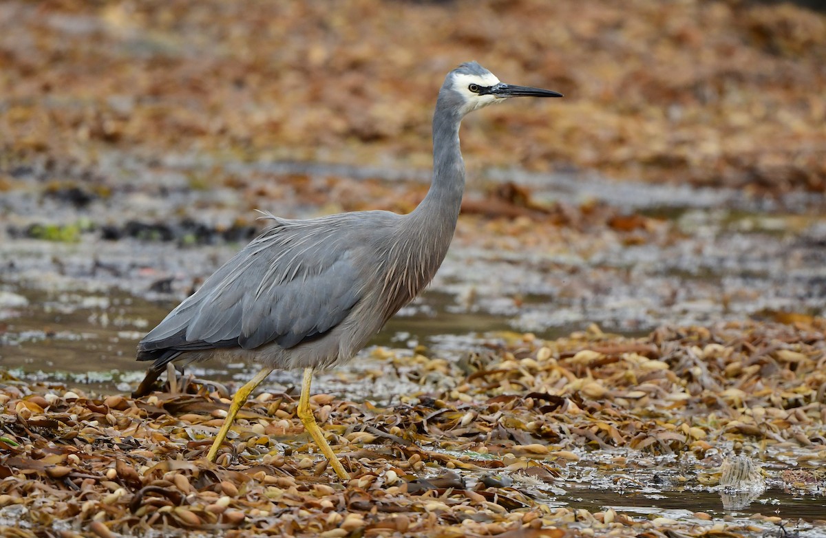 White-faced Heron - ML302928751