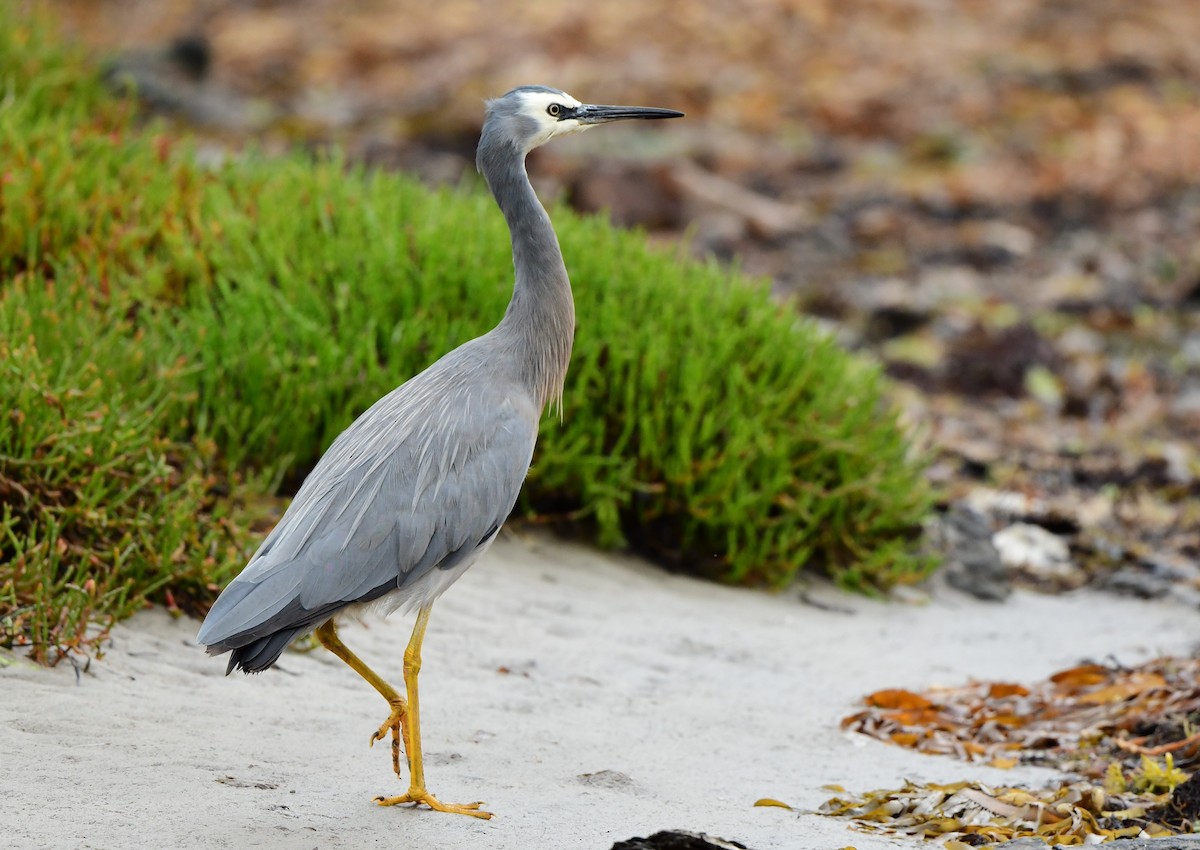 White-faced Heron - ML302928781