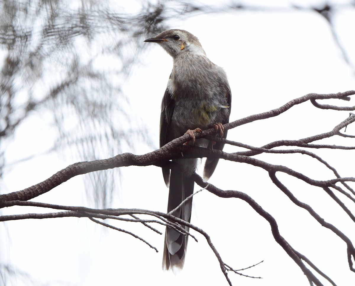 Yellow Wattlebird - ML302928881