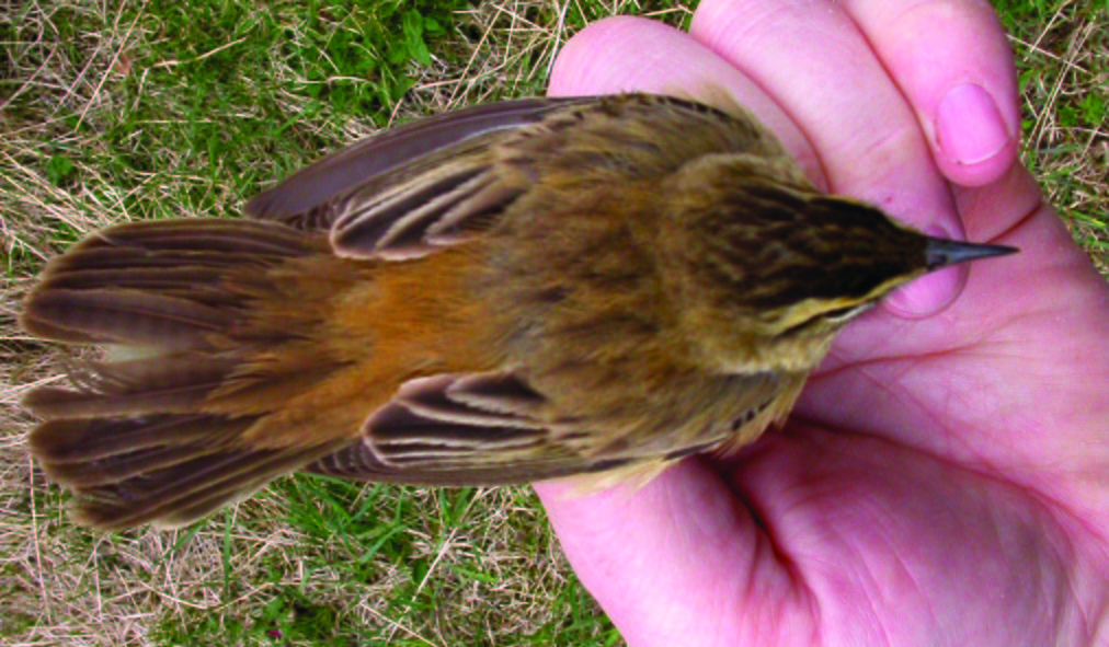 Sedge Warbler - ML302929401