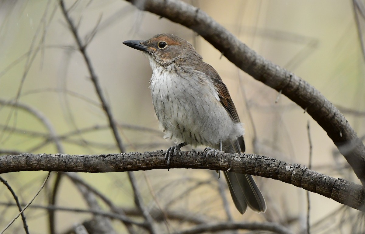 Gray Shrikethrush - ML302929511