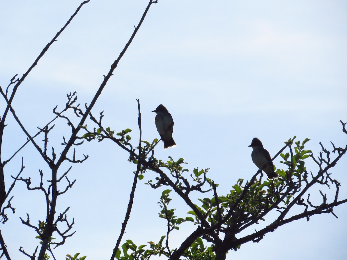 Eastern Kingbird - ML30292961