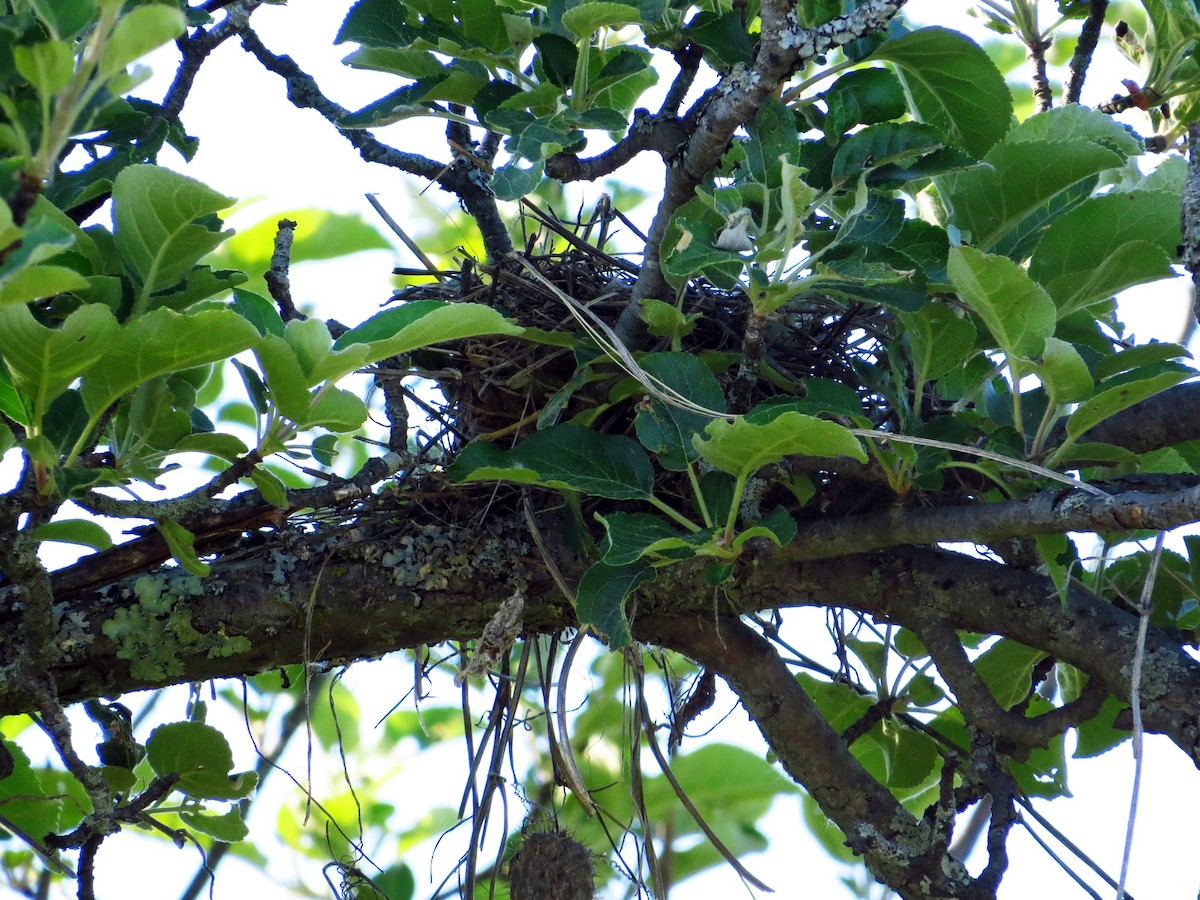 Eastern Kingbird - ML30292971