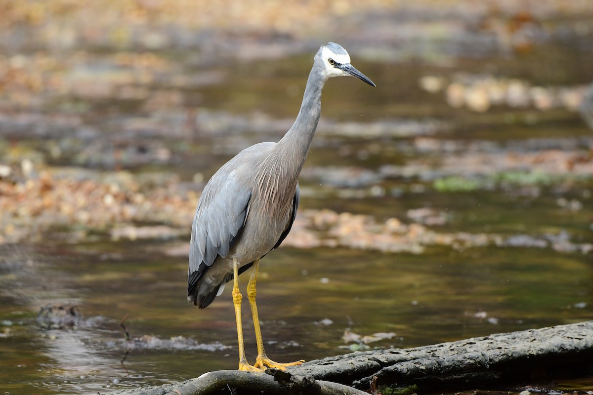 White-faced Heron - ML302929741