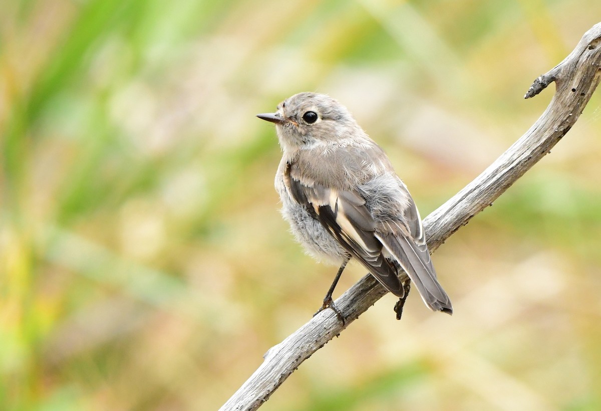 Scarlet Robin - ML302929831