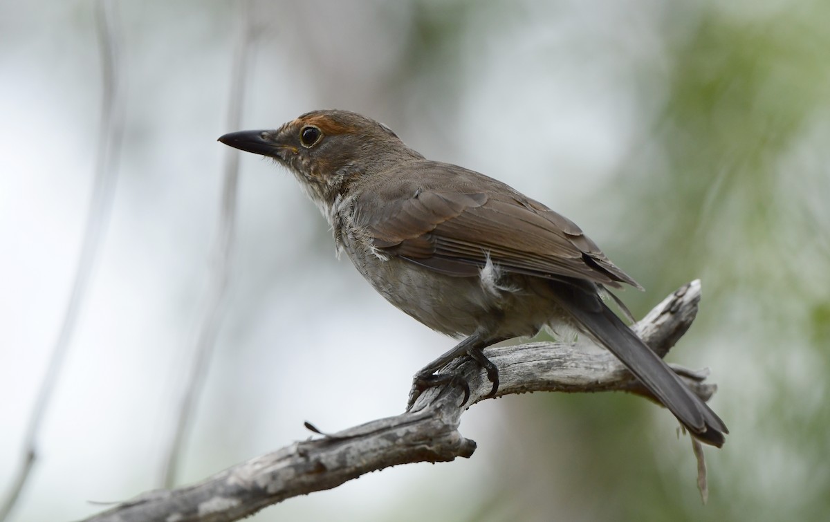 Gray Shrikethrush - ML302929851