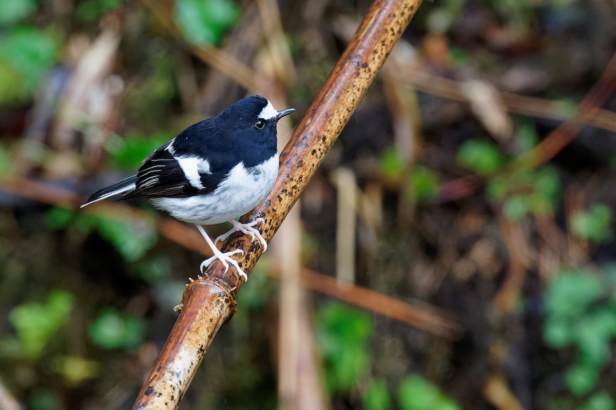 Little Forktail - Vincent Wang