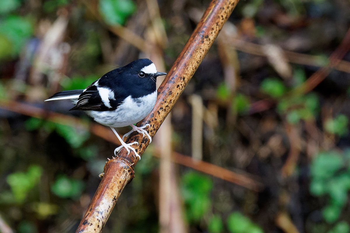 Little Forktail - Vincent Wang