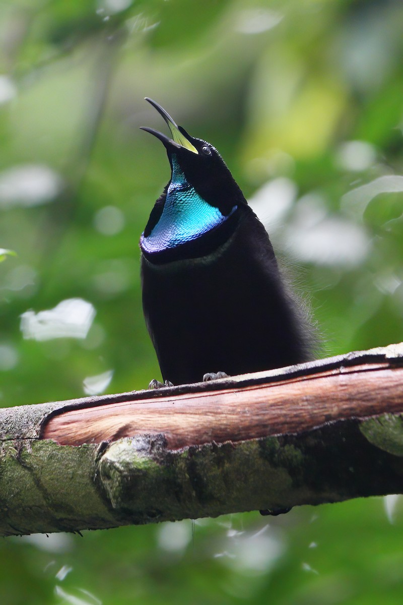 Magnificent Riflebird - ML302930131