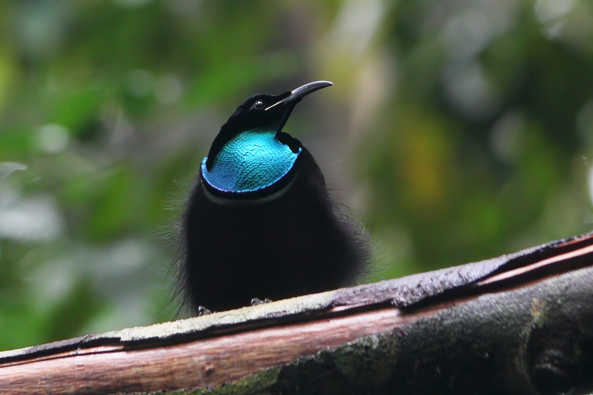 Magnificent Riflebird - ML302930141