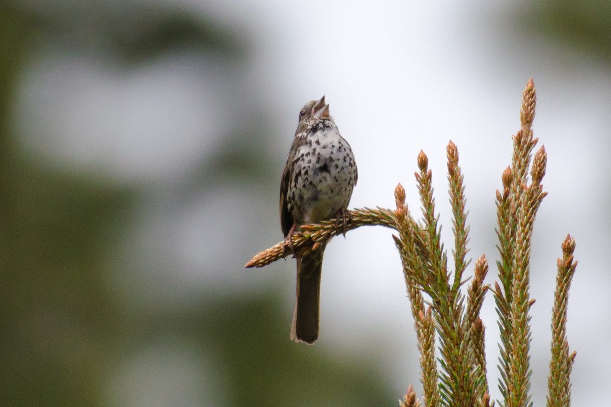 Fox Sparrow - ML30293091