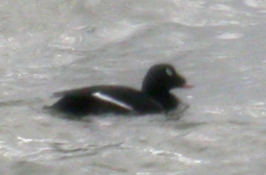 White-winged Scoter - Brynjúlfur Brynjólfsson