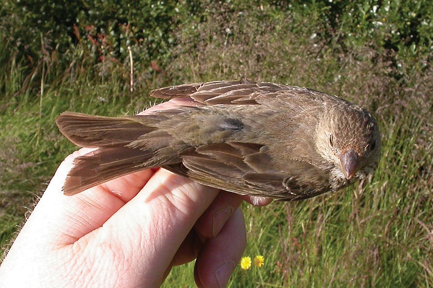 Common Rosefinch - ML302932461