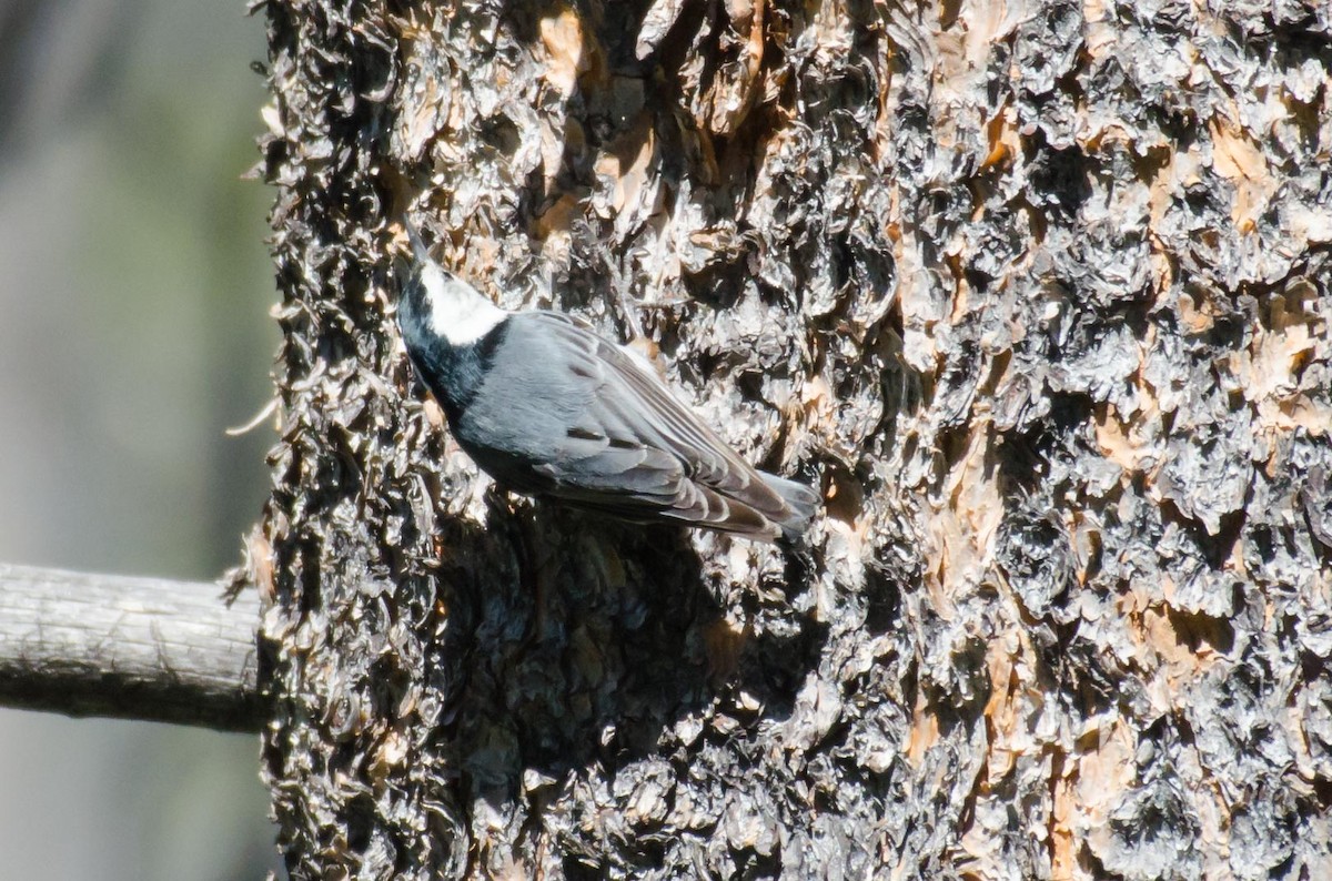 White-breasted Nuthatch - ML30293301