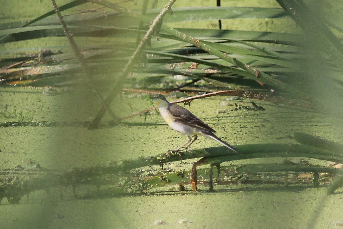 Eastern Yellow Wagtail - ML302933251