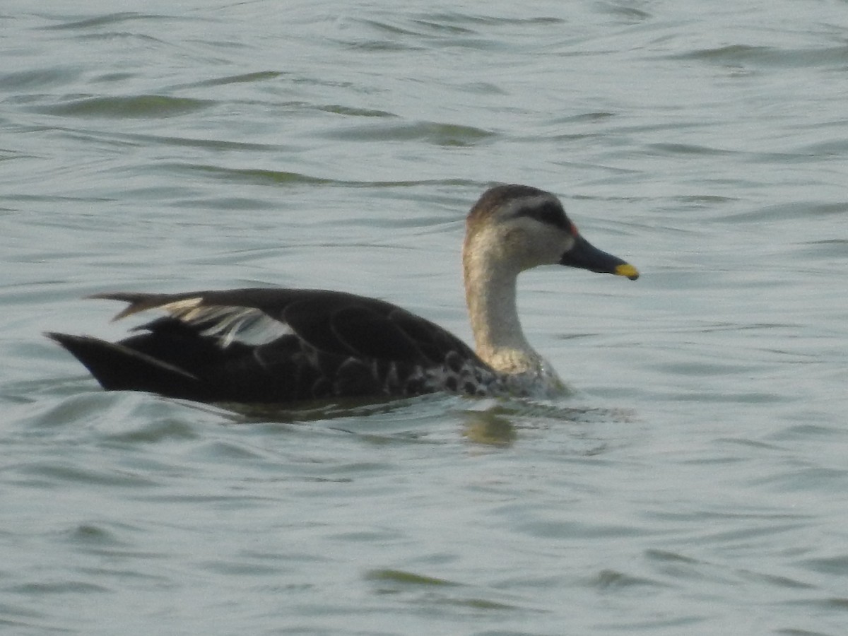 Indian Spot-billed Duck - ML302934261