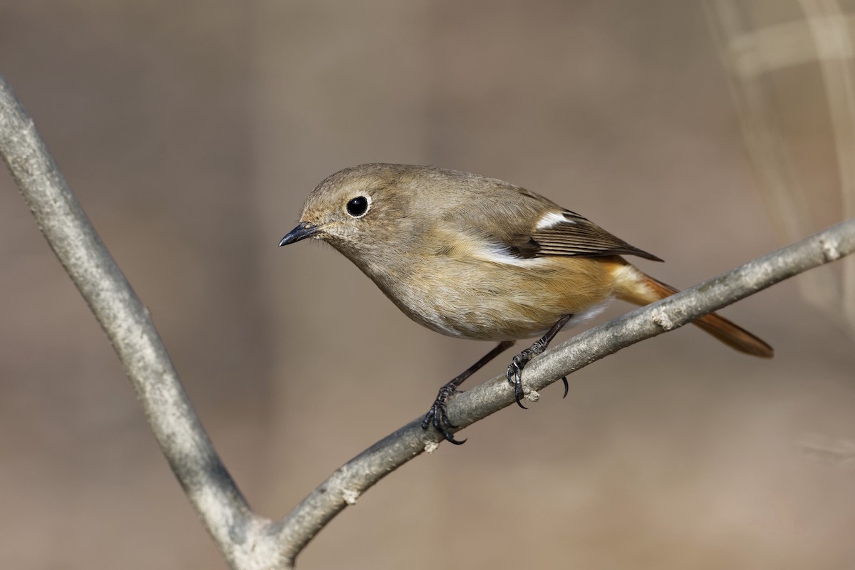 Daurian Redstart - ML302935241