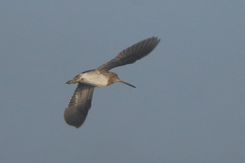 Common Snipe - ML302935821