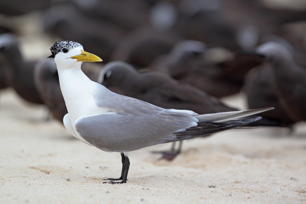 Great Crested Tern - Jon Irvine